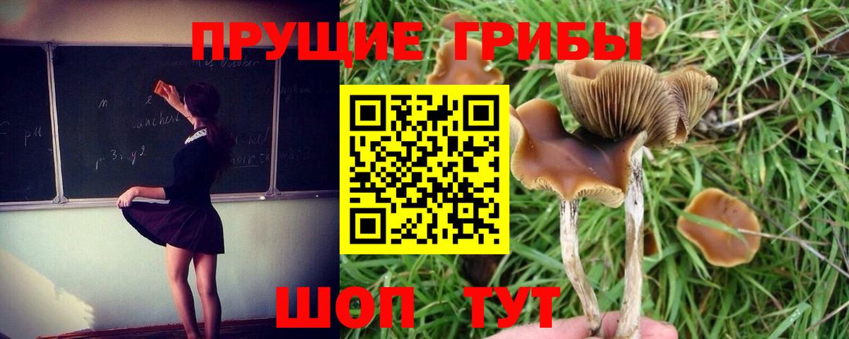 Галлюциногенные грибы мицелий Санкт-Петербург